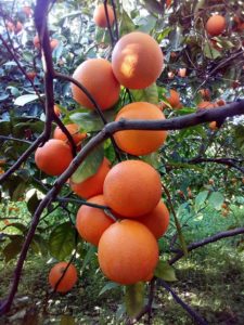 16kg  arance tarocco gallo da  tavola extra