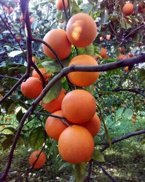 arance tarocco gallo da tavola Sicilia