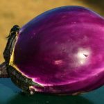 melenzana violetta di sicilia