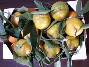 clementine con semi 3kg