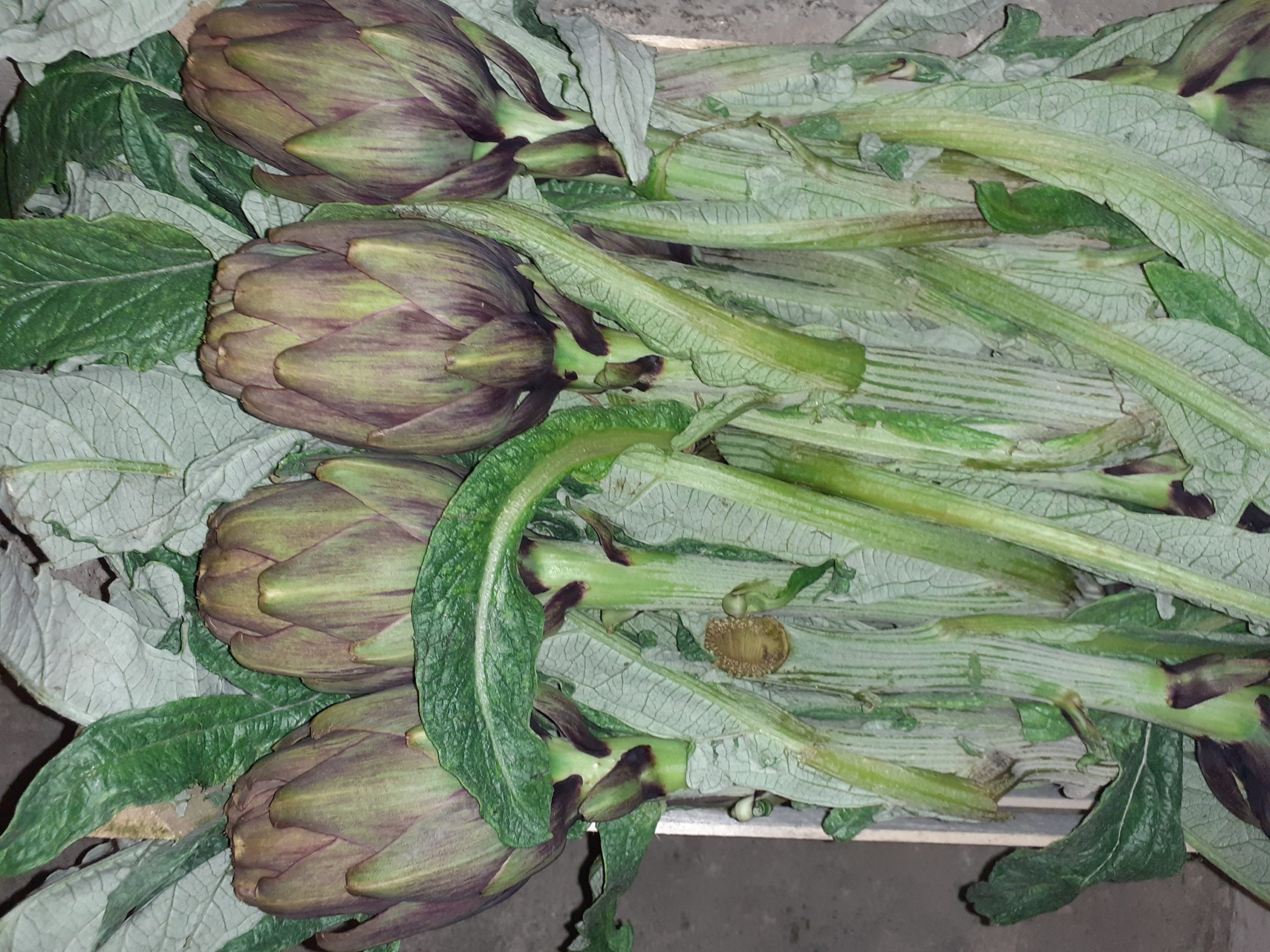 carciofo violetto 20 pezzi