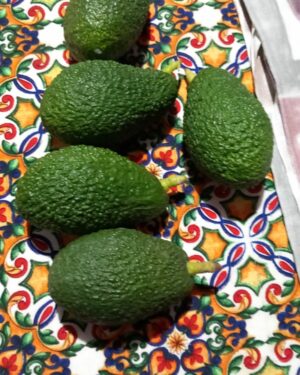 Alternative view of AVOCADO HASS- COLTIVATO IN SICILIA